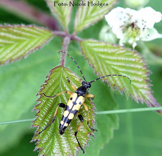 Gefleckter Schmalbock neu-FeldwegWaldrandLorscherSee-01.06.09-4-N