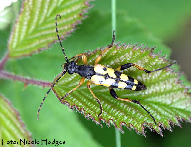 Gefleckter Schmalbock neu-FeldwegWaldrandLorscherSee-01.06.09-5-N