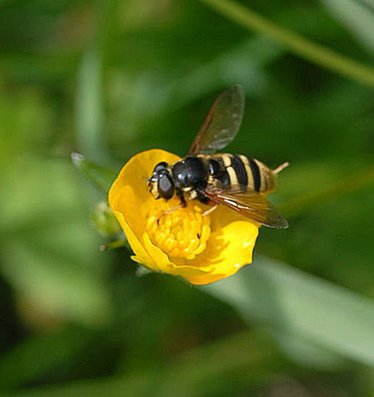 Gelbband-Torfschwebfliege Sericomyia silentis Juni 09 Hoher Vogelsberg... Schwarzes Moor167