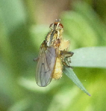 Gelbe Dungfliege April 2011 Laudenbach Insekten und Blumen NIKON 039
