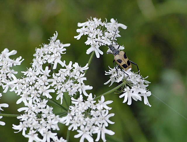 Gelber Vierfleckbock (Pachyta quadrimaculata)  2011-07-15 Nationalpark Berchtesgarden Wimbachtal NIKON 248