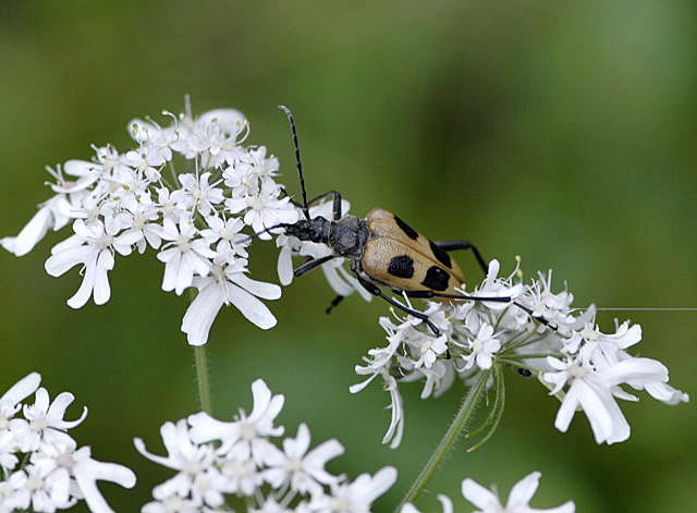 Gelber Vierfleckbock (Pachyta quadrimaculata)  2011-07-15 Nationalpark Berchtesgarden Wimbachtal NIKON 249