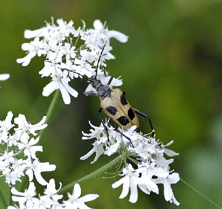 Gelber Vierfleckbock (Pachyta quadrimaculata) 2011-07-15 Nationalpark Berchtesgarden Wimbachtal NIKON 247