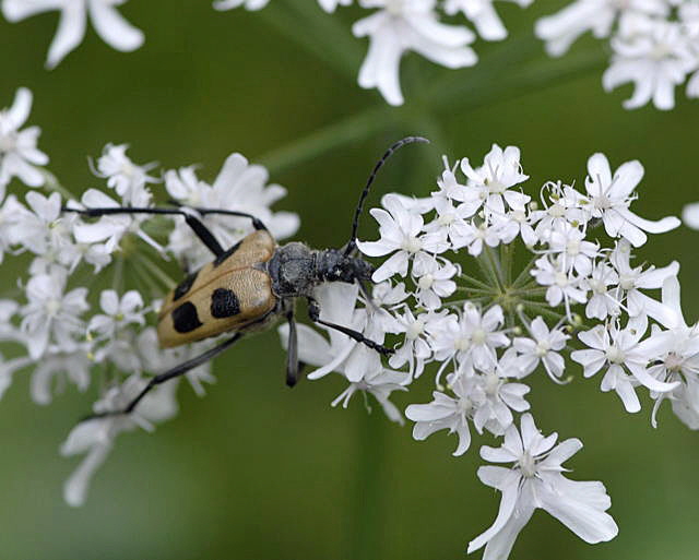 Gelber Vierfleckbock (Pachyta quadrimaculata) 2011-07-15 Nationalpark Berchtesgarden Wimbachtal NIKON 250