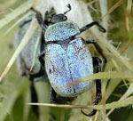 Gelbgrner Purzelkfer (Hoplia farinosa) 3 kl.