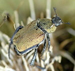 Gelbgrner Purzelkfer (Hoplia farinosa) kl.
