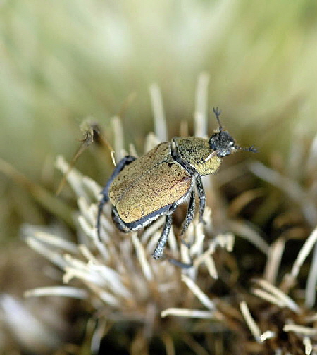 Gelbgrner Purzelkfer (Hoplia farinosa)Urlaub 2011 11.7.2011 Kreut Alm, Alpspitze Bergbahn NIKON 003