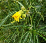Gemeine Acker-Gnsedistel (Sonchus arvensis ssp arvensis) 1 kl.