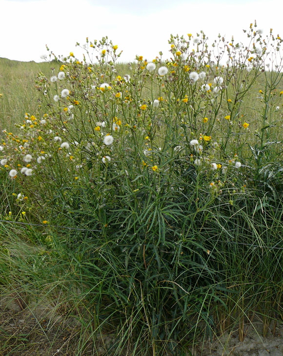 Gemeine Acker-Gnsedistel (Sonchus arvensis ssp arvensis) Aug 2012 Langeoog, Greetsiel, Bourtanger Moor 261