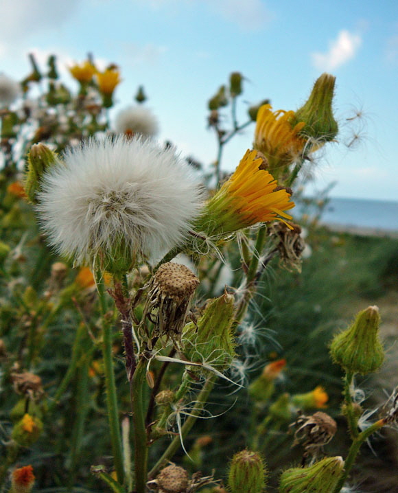 Gemeine Acker-Gnsedistel (Sonchus arvensis ssp arvensis) Aug 2012 Langeoog, Greetsiel, Bourtanger Moor 266