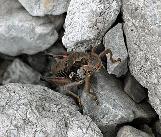 Gemeine Gebirgsschrecke (Podisma pedestris)  Weibchen 2011-07-15 Nationalpark Berchtesgarden Wimbachtal NIKON 131