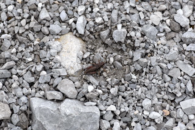 Gemeine Gebirgsschrecke (Podisma pedestris) 2011-07-15 Nationalpark Berchtesgarden Wimbachtal NIKON 132