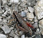 Gemeine Gebirgsschrecke 2 kl.