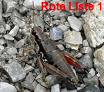 Gemeine Gebirgsschrecke 2 kl.