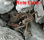 Gemeine Gebirgsschrecke kl.