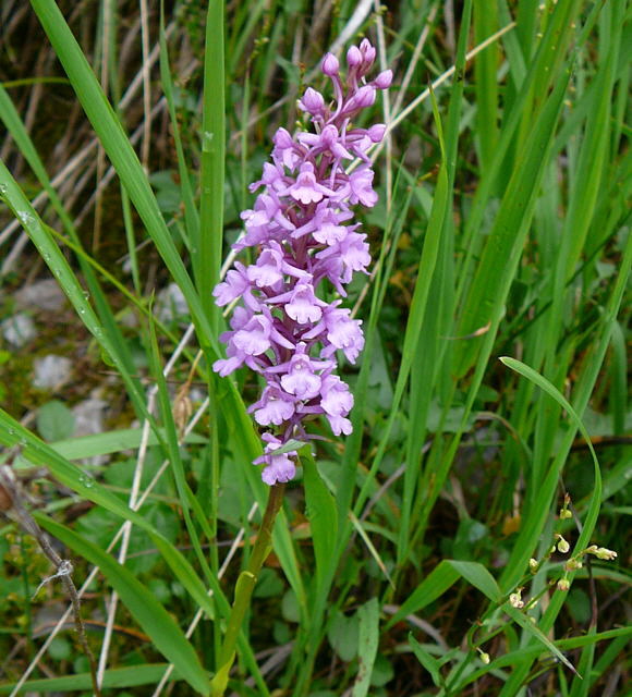 Gemeine Mcken-Hndelwurz - Gymnadenia conopsea ssp. conopsea2011-07-15 Nationalpark Berchtesgarden Wimbachklamm+gries 079a