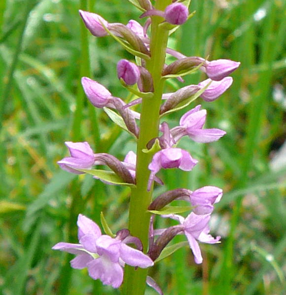 Gemeine Mcken-Hndelwurz - Gymnadenia conopsea ssp. conopsea2011-07-15 Nationalpark Berchtesgarden Wimbachklamm+gries 082a