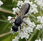 Gemeine Rollwespe Tiphia femorata 1 kl.