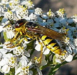 Gemeiner Bienenwolf ( Philanthus triangulum) 2 kl.