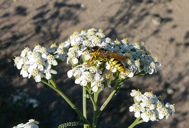 Gemeiner Bienenwolf ( Philanthus triangulum) Juli 2010 Insekten Viernheimer Wald 139