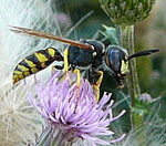 Gemeiner Bienenwolf - Philanthus triangulum kl.