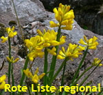 Gemeiner Flgelginster (Chamaespartium sagittale) 1 kl.