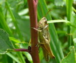 Gemeiner Grashpfer (Chorthippus parallelus) kl.