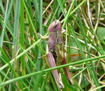 Gemeiner Grashpfer Chorthippus parallelus Weibchen kl.