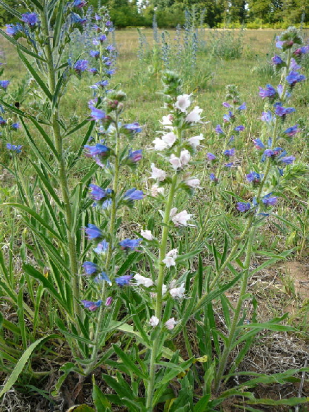 Gemeiner Natternkopf Echium vulgare Juni 2011 Huettenfeld Insekten Mhaktionen Stadt 025