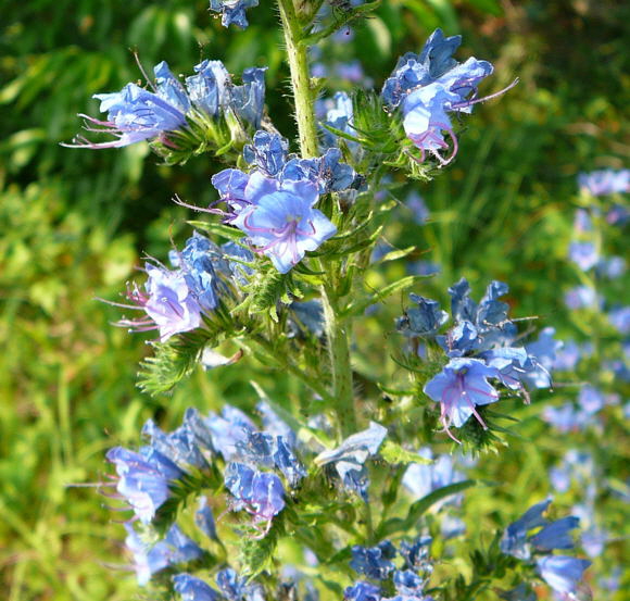 Gemeiner Natternkopf Juni 2010 Viernheimer Heide NSG Glockenbuckel 048