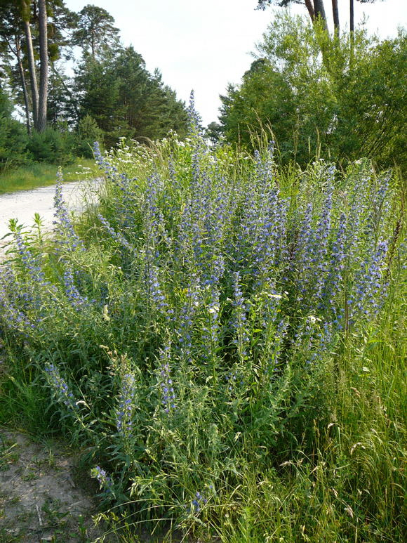Gemeiner Natternkopf Juni 2010 Viernheimer Heide NSG Glockenbuckel 099