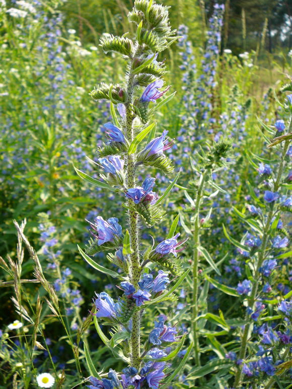 Gemeiner Natternkopf Juni 2010 Viernheimer Heide NSG Glockenbuckel 103