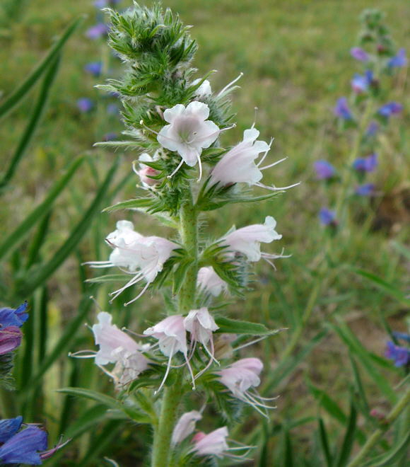 Gemeiner Natternkopf Juni 2011 Huettenfeld Insekten Mhaktionen Stadt 026