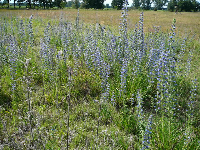 Gemeiner Natternkopf Juni 2011 Huettenfeld Insekten Mhaktionen Stadt 028