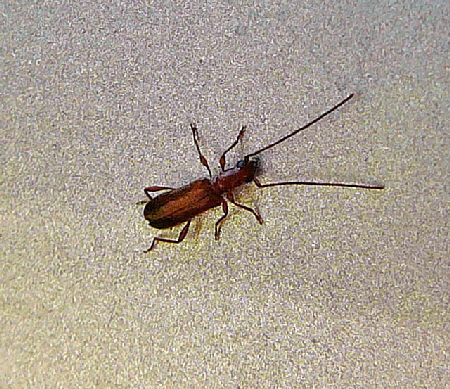 Gemeiner Reisigbock (Obrium brunneum) Urlaub Mai 2012 Pfalz und Elsaß Nordvogesen 062 Gemeiner Reisigbock (Obrium brunneum) Urlaub Mai 2012 Pfalz und Elsaß Nordvogesen 062