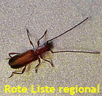 Gemeiner Reisigbock (Obrium brunneum) kl.