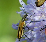 Gemeiner Scheinbockkfer  (Oedemera femorata) Weibchen kl.