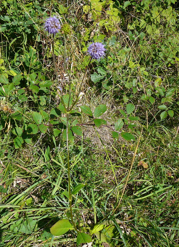 Gemeiner Teufelsabbiss (Succisa pratensis) Sept 2012 Pfalz Donnersberg 056