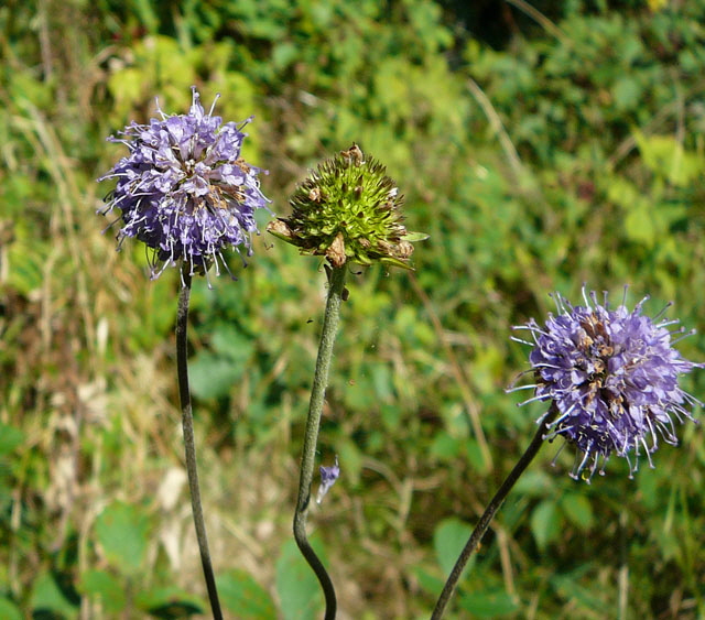 Gemeiner Teufelsabbiss (Succisa pratensis) Sept 2012 Pfalz Donnersberg 057