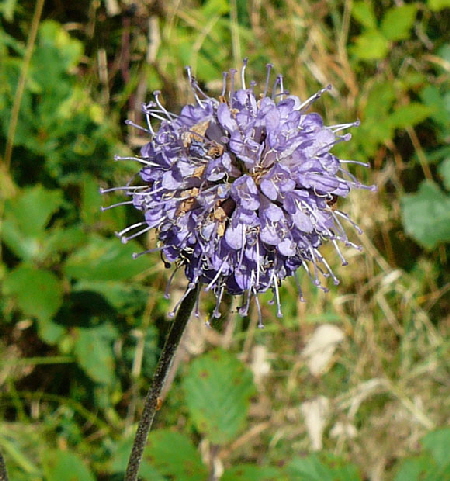 Gemeiner Teufelsabbiss (Succisa pratensis) Sept 2012 Pfalz Donnersberg 058