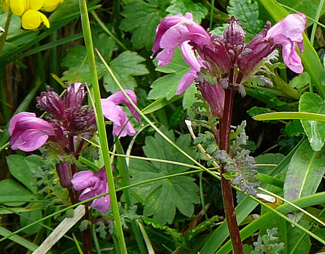 Geschnbeltes Lusekraut (Pedicularis rostratocapitata  9.7.2011 Allgu Alpen Fellhorn Oberstdorf-Faistenoy 026a