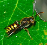 Gespaltene Wespenbiene (Nomada ruficornis) kl.
