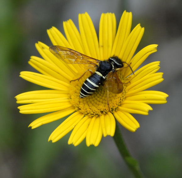 Gespinstblattwespe Megalodontes cephalotes  2011-07-15 Nationalpark Berchtesgarden Wimbachtal NIKON 281