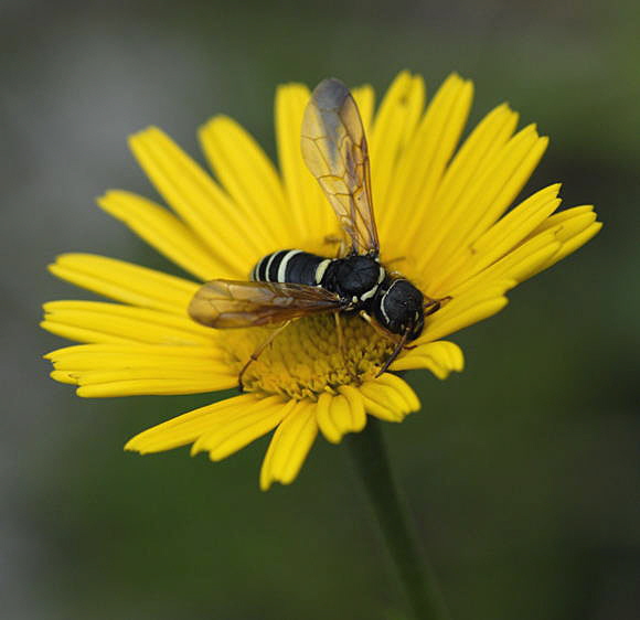 Gespinstblattwespe Megalodontes cephalotes  2011-07-15 Nationalpark Berchtesgarden Wimbachtal NIKON 283