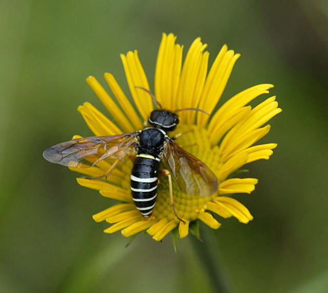 Gespinstblattwespe Megalodontes cephalotes  2011-07-15 Nationalpark Berchtesgarden Wimbachtal NIKON 289