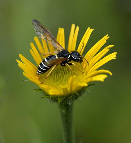 Gespinstblattwespe Megalodontes cephalotes  2011-07-15 Nationalpark Berchtesgarden Wimbachtal NIKON 291