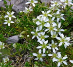 Gewimperte Nabelmiere (Moehringia ciliata) kl.