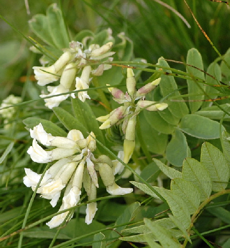 Gletscher-Tragant (Astragalus frigidus)  9.7.2011 Allgu Alpen Fellhorn NIKON 061a