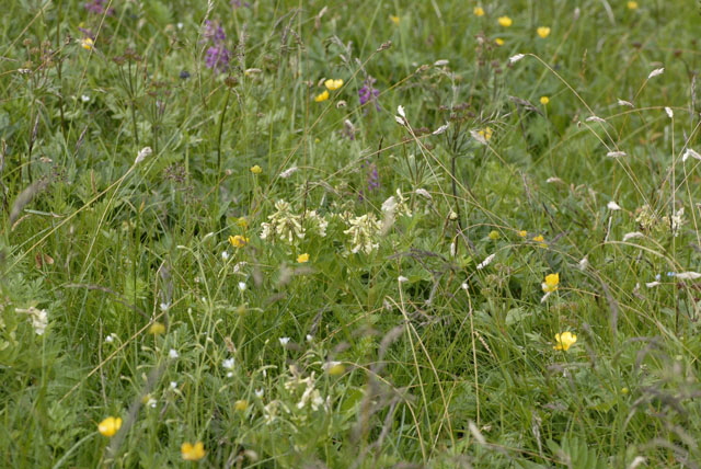 Gletscher-Tragant (Astragalus frigidus) 9.7.2011 Allgu Alpen Fellhorn NIKON 062