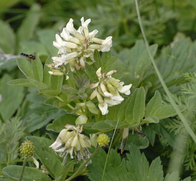 Gletscher-Tragant (Astragalus frigidus) 9.7.2011 Allgu Alpen Fellhorn NIKON 060